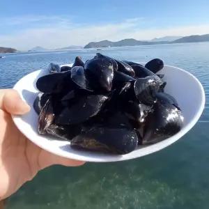 당일채취 국내산 남해안 생물 홍합 3kg (사이즈 혼합)