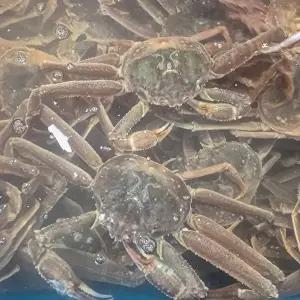 [장보리]북해도 수율 가득 활 대게 2미 1kg내외