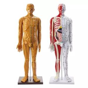 한의학 인형 침술 혈자리 교육용 한의사 연습 실습용 인체 근골격 모형