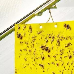 파리 해충 끈끈이 사각 트랩 방제 대 10 매 곤충 킬러 가든 포충기