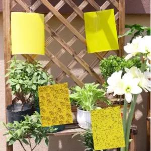 50개 20x15 파리 날파리 벌레 끈끈이 초파리 파리모기 끈끈이트랩 파리잡는 벌레잡는