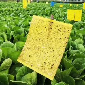 초파리 트랩 날파리 쌀 집 벌레 하루살이 제거20x25cm