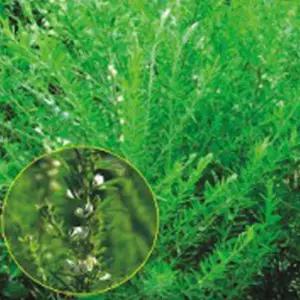 야관문 풀씨 녹화용 식물 원예 씨앗 품종 종자 20g