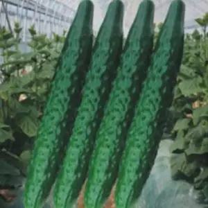 삼척오이 오이 열매 씨 씨앗 품종 채소 종자 50립