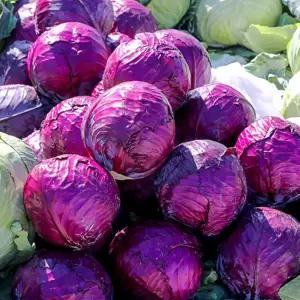 빨간 적 양배추 셀러드 야채 채소 씨 종자 씨앗 100립