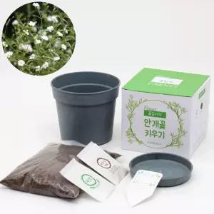 우드팟 안개꽃 씨앗 흙 완효성비료 세트