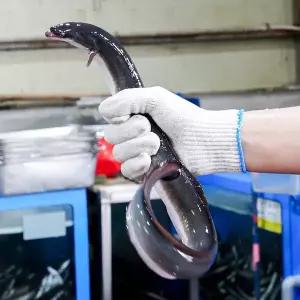 [신세계라이브쇼핑]국내산 자포니카 풍천 순살 민물장어 1kg 손질 후 700g(소스2봉+초생강)