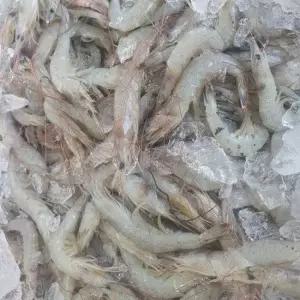 당일 급냉한 신선한 중하새우 1kg 110미 내외