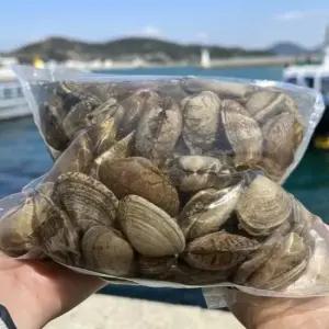 신선한 남해안 왕바지락 1kg 60미 내외