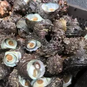 남해 통영 신선한 뿔소라 1kg