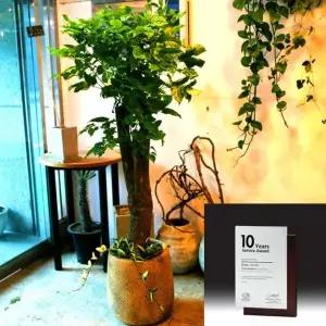 [RIZPICK]카페 창업선물 고급 상패 + 해피트리 선물세트