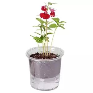 [RIZPICK]자동급수 저면관수 봉선화 꽃 재배기 화분 세트 키우기쉬운식물