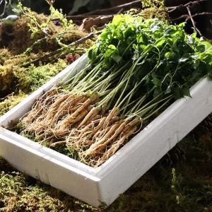 청삼애 3년근 명품 대왕 새싹삼 50뿌리