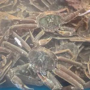 [장보리]북해도 수율 가득 활 대게 2미 1kg내외