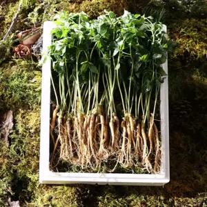 청삼애 3년근 대왕 새싹삼 새싹인삼 50뿌리