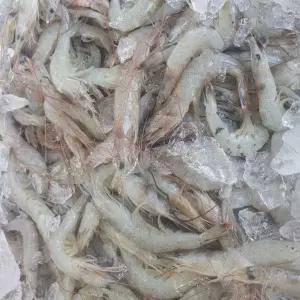 당일 급냉한 신선한 중하새우 3kg