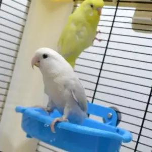 걸이식 새장 앵무새 목욕 급수 사료 식기 욕조 미니