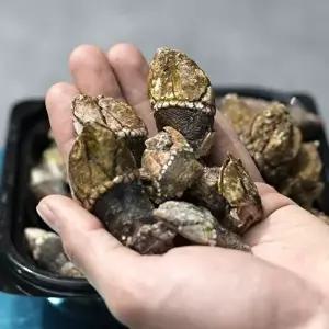 [장보리]국내산 급냉 거북손 500g