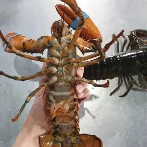 [장보리]항공 수입 활 랍스타 랍스터 1미 500g