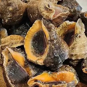 [장보리]국내산 참소라 1kg 숙회 구이