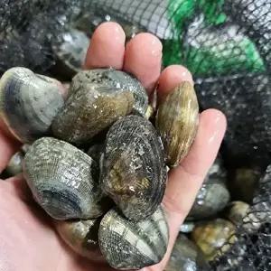 [장보리]알찬 활 바지락 1kg