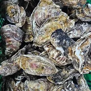 [장보리]제철 통영굴 삼배체굴 2kg