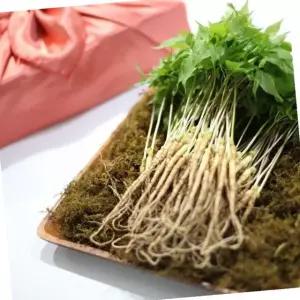 VDG 유황 새싹삼 대 30cm 50뿌리 선물 포장