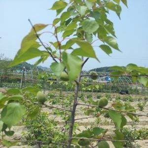 북방형아몬드나무/백살구/Prunus amygdalis var/묘목/유실수/정원수