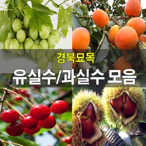 [경북묘목]유실수,과실수모음/체리,사과,자두,블루베리등