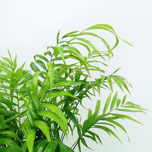 꽃파는농부 - 테이블야자(대품)