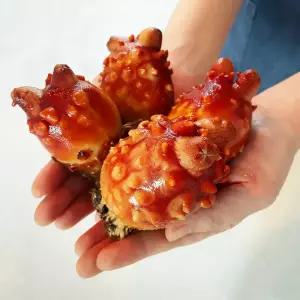 신선한 통영 제철 활멍게 1kg 2kg 횟감용 최상품 멍게 산지