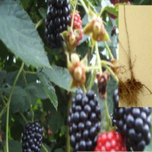 (G)슈퍼블랙베리(가시없는복분자)묘목 삽목1년 2그루