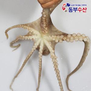 산소포장으로 싱싱한 산낙지 활낙지 1마리씩 골라담기