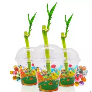 (DD) 두두엠 개운죽 키우기 10인 세트