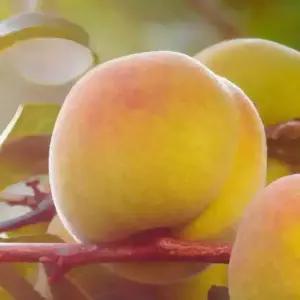 [충북농원] 마도까 황도(원황도) 복숭아나무 묘목 - 1년생/접목묘