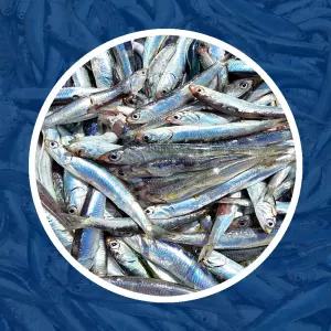 남해 바다 보물섬 해녀 언니네 손질 생 멸치 500g 산지직송 멸치 쌈밥 털이