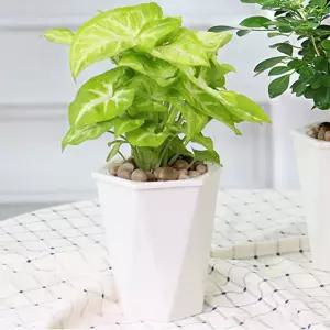 플로니엘 자동급수 화분(20x20cm) 자동급수 화분 식물 화분 인테리어 베란다