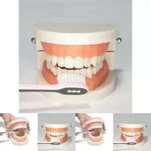 치아관리 양치교육 치아모형/어린이/이빨/모형/양치/구강/치아/교육용/덴탈/교육/학습용/유아/어린이집