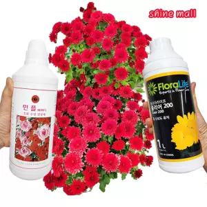 (보존제 대용량 1L 무료) 절화 생화 수명장제 2종 클리어200/민플 1개  선택/생화꽃다발 더 오래 오래