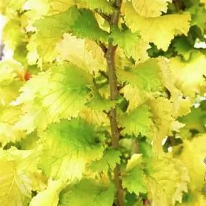 느릅나무 황금직립느릅 직립느릅 C2포트 네덜란드 웨르데이 조경수 정원수