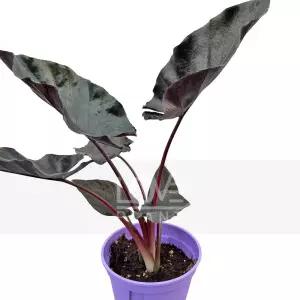 알로카시아 인페르날리스 블랙매직 알로카시아 관엽 실내원예 검은벨벳