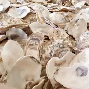 굴껍데기 15kg / 다용도 굴껍질 굴패각 농업용 정원용 인테리어용 양식용