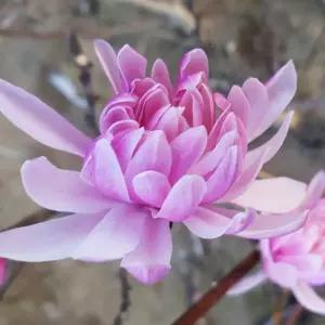 신품종목련나무 묘목(국화목련) 개화주 3년생 분묘1개