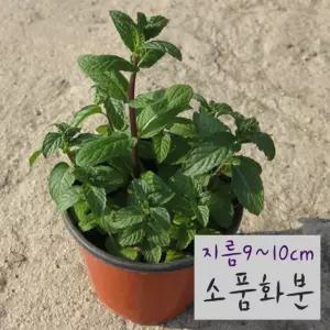 페퍼민트 (페파민트 노지월동) 지름 10cm 소품화분 허브(좋은흙만 사용)