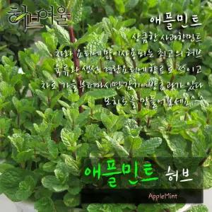 [허브여울] 애플민트 (모히토 모종 노지월동) 지름 10cm 소품 15cm 중품화분 (좋은흙만 사용)