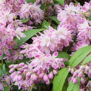 말발도리 스트로베리필드 P9 포트묘 왜성종 겹꽃 투톤 신품종 조경수 묘목