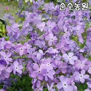 향프록스 모종, 차가프록스(블루문) 10cm포트 5개/후록스/플록스/풀협죽도