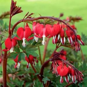 금낭화 발렌타인 5치 포트묘 흰꽃 야생화 다년생 노지월동 숙근초