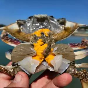 국내산 제철 봄 활 암꽃게 1kg (3-6미내외) 봄 알배기 대짜 암게