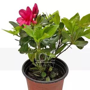 아비오 철쭉 아잘레아 화분 실내 꽃피는 식물 선물용 개화 식물 야생화 인테리어